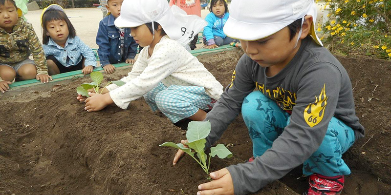 苗植えからだよ、野菜づくり